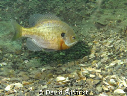 'Tending the nest' . Male Bluegill sunfish attending to i... by David Gilchrist 
